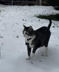 Lost Male Cat last seen Silver sage , Haltom City, TX 76137