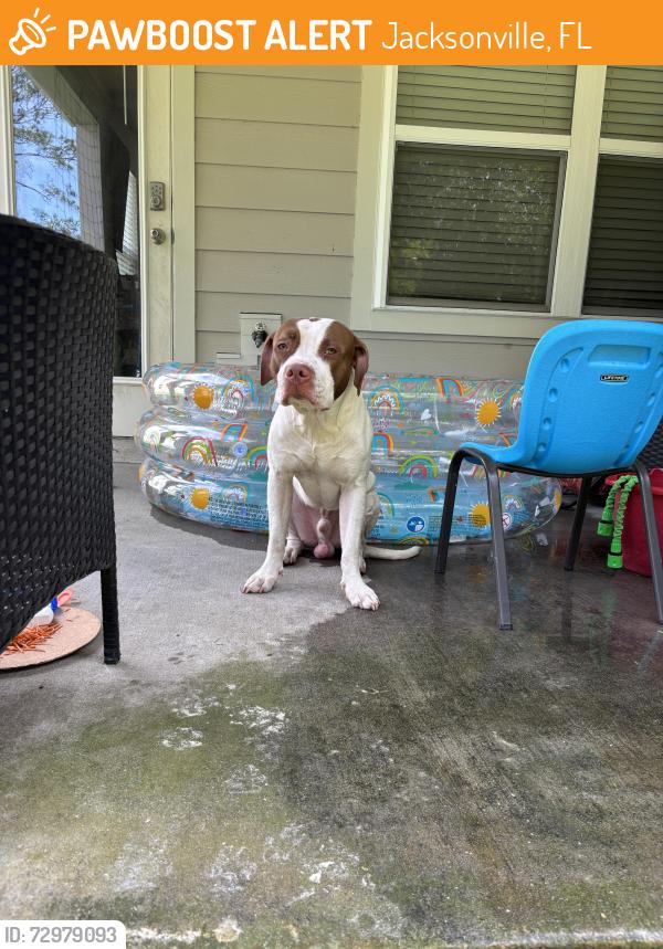 Found/Stray Male Dog last seen Wesconnet and timiquana , Jacksonville, FL 32210