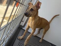 Shelter Stray Male Dog last seen VALLEY BLVD & SIERRA AVE, FONTANA, CA, 92335, 333 Chandler Pl, San Bernardino, CA 92408, USA