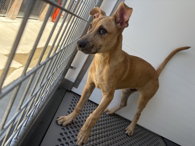 Shelter Stray Male Dog last seen VALLEY BLVD & SIERRA AVE, FONTANA, CA, 92335, 333 Chandler Pl, San Bernardino, CA 92408, USA