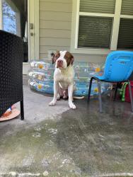Found/Stray Male Dog last seen Wesconnet and timiquana , Jacksonville, FL 32210