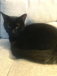 Lost Female Cat last seen Riverbend, Alkire, Clime, Columbus, OH 43223