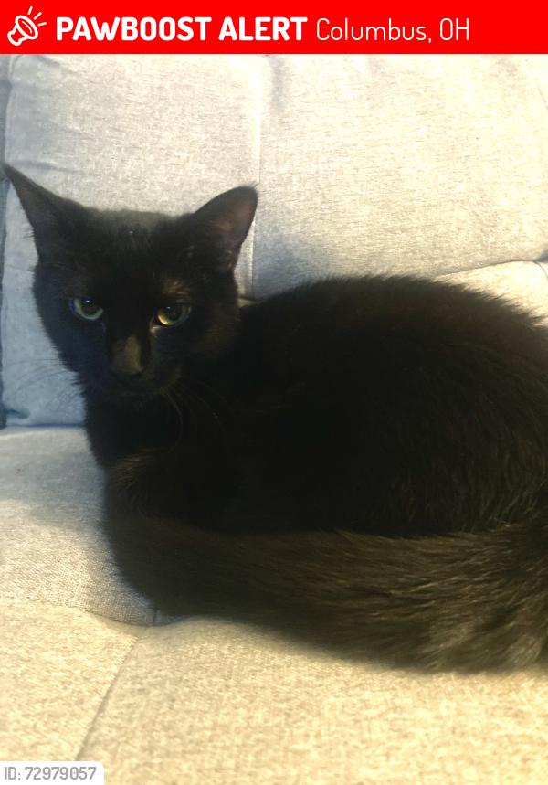 Lost Female Cat last seen Riverbend, Alkire, Clime, Columbus, OH 43223