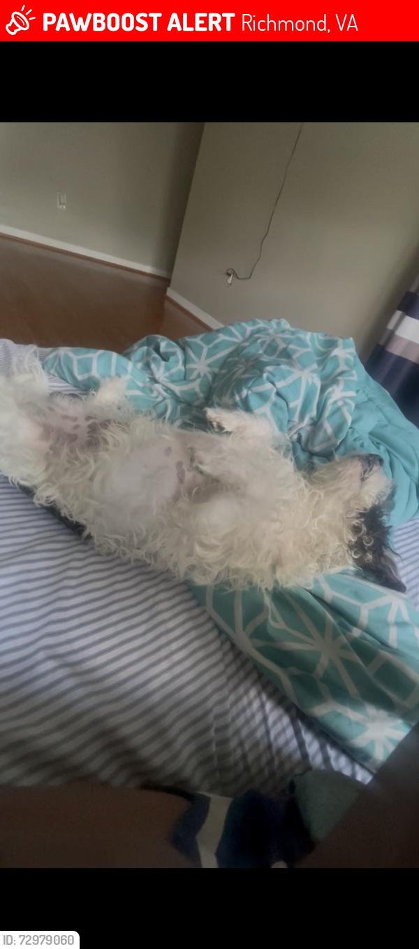 Lost Male Dog last seen Near a shelter in Richmond , Richmond, VA 23219