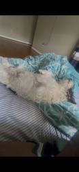 Lost Male Dog last seen Near a shelter in Richmond , Richmond, VA 23219