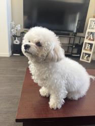 Reunited Female Dog last seen Blue Grouse Trail Las Vegas, Sunrise Manor, NV 89142