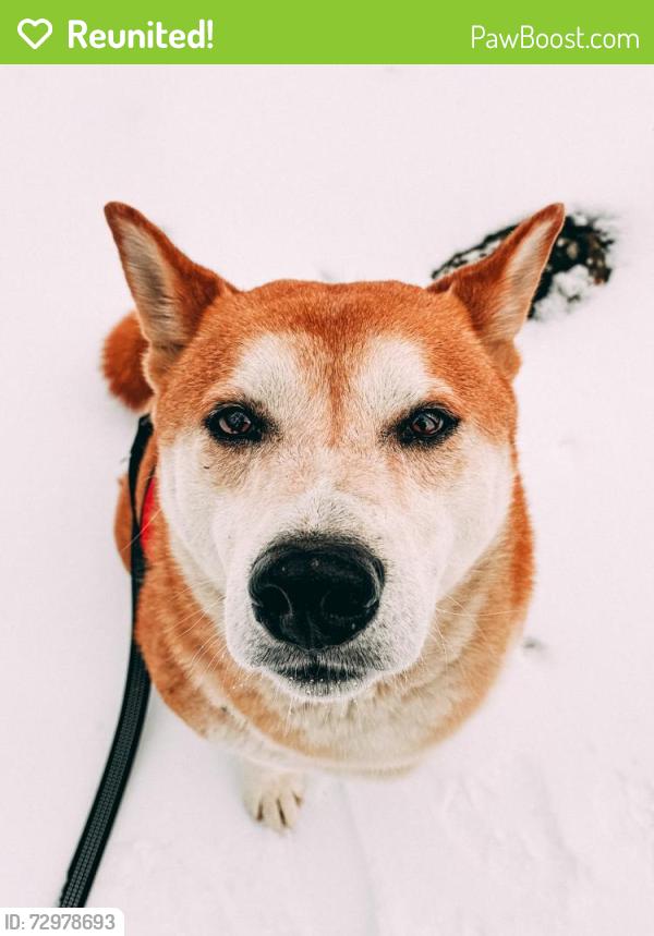 Reunited Male Dog last seen Partlow Insurance Agency , Winchester, VA 22603