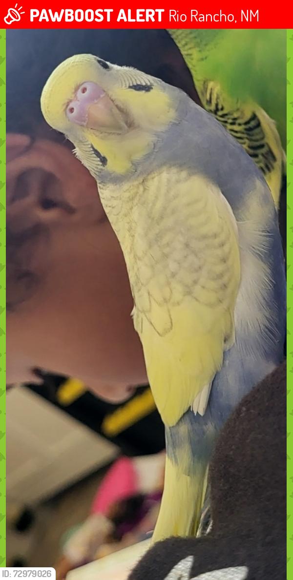 Lost Male Bird last seen Northern & 10th, Rio Rancho, NM 87124