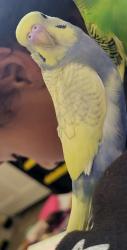 Lost Male Bird last seen Northern & 10th, Rio Rancho, NM 87124
