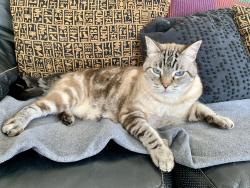 Reunited Male Cat last seen Hidden Canyon and Pinnicle Point, Orange, CA 92869