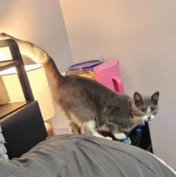 Lost Female Cat last seen Central & Meridian , Wichita, KS 67203
