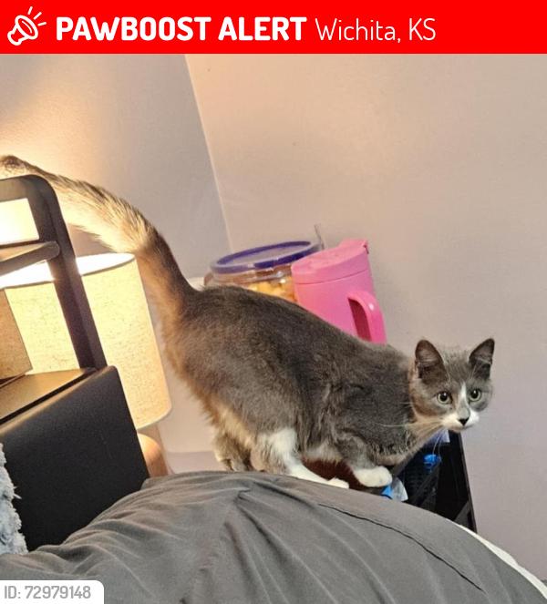 Lost Female Cat last seen Central & Meridian , Wichita, KS 67203