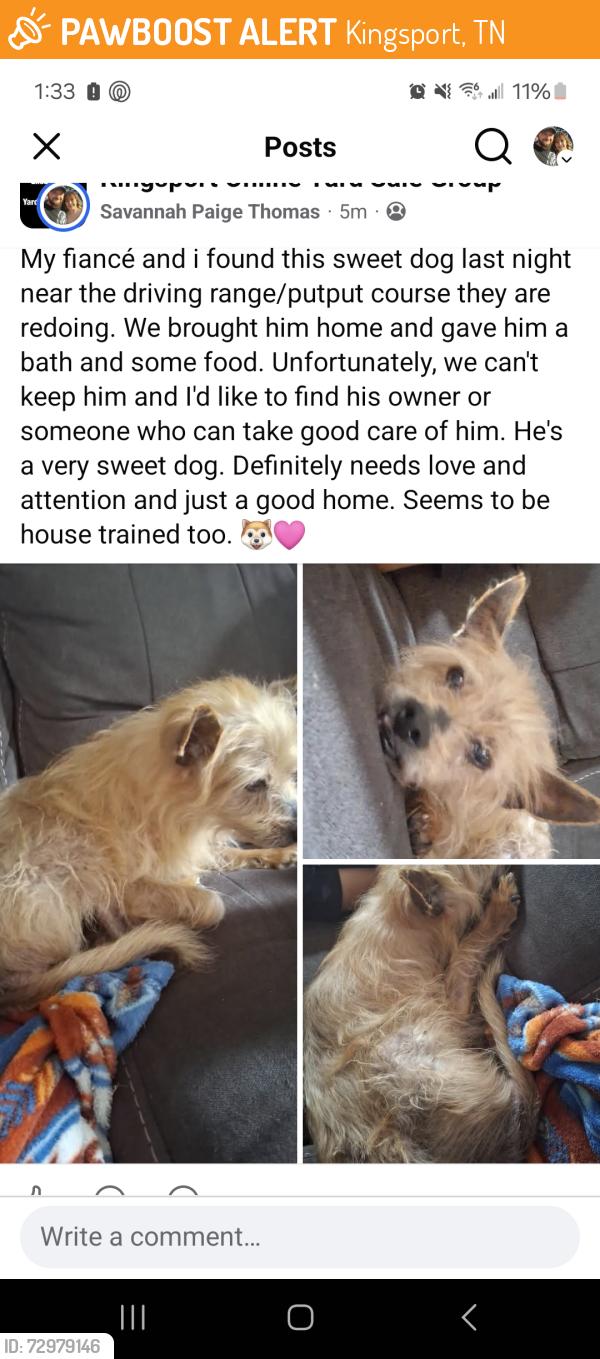 Found/Stray Unknown Dog last seen Near the newly renovated putput/driving range , Kingsport, TN 37660