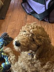 Lost Male Dog last seen Near High Rock Rd., Leesburg, OH 45135