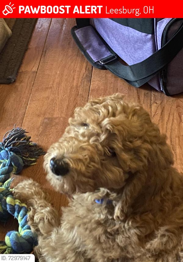Lost Male Dog last seen Near High Rock Rd., Leesburg, OH 45135
