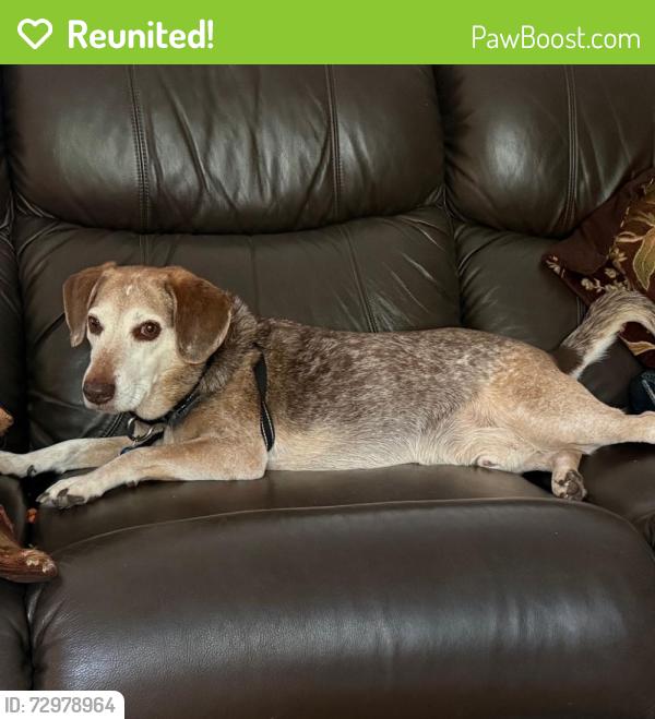 Reunited Male Dog last seen Route 109 and Barnesville Road, Barnesville, MD 20838