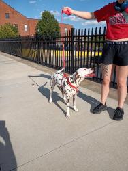 Lost Female Dog last seen Hamburg pike, New Albany, IN 47150