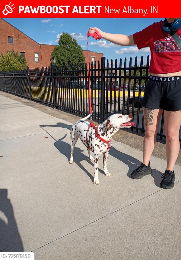Lost Female Dog last seen Hamburg pike, New Albany, IN 47150