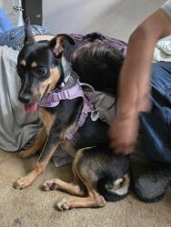 Lost Female Dog last seen indigo stone and katy briar, Katy, TX 77449