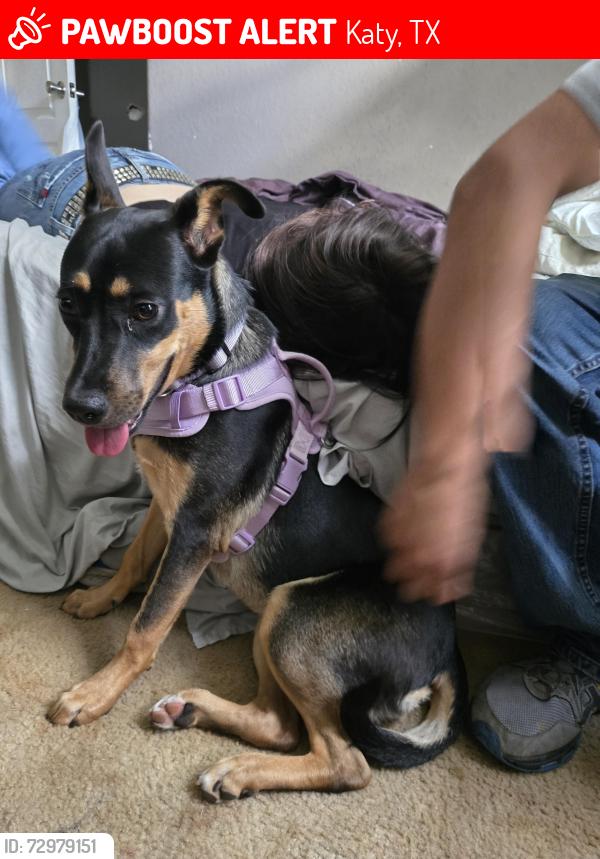 Lost Female Dog last seen indigo stone and katy briar, Katy, TX 77449