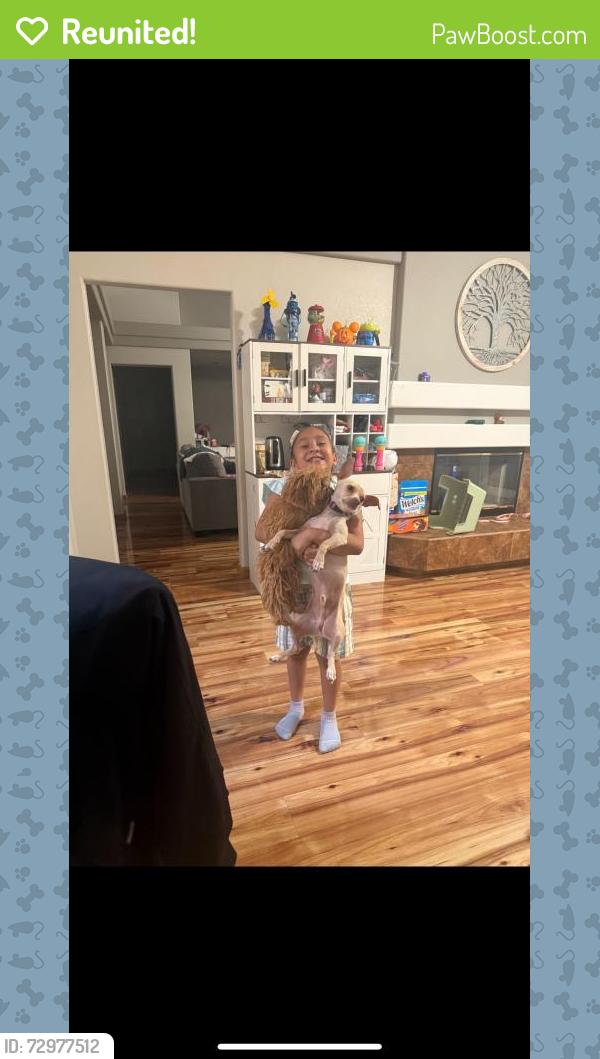 Reunited Female Dog last seen Alexander and fort apache, Las Vegas, NV 89129