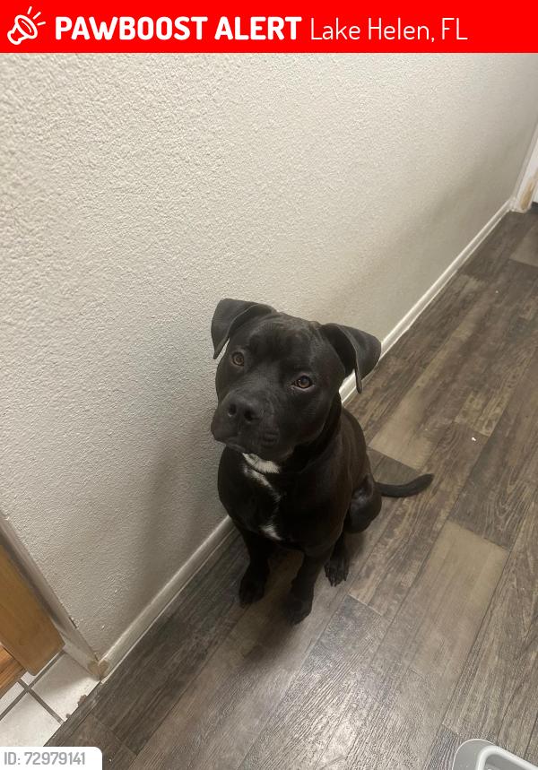 Lost Male Dog last seen Near and 44, Lake Helen, FL 32744