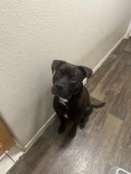 Lost Male Dog last seen Near and 44, Lake Helen, FL 32744