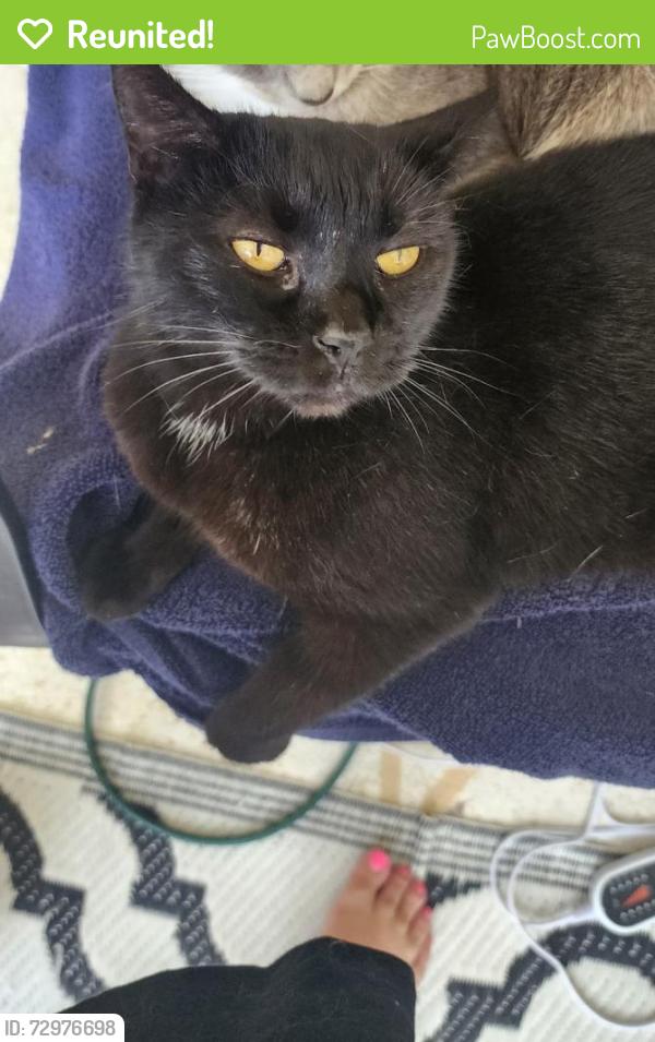 Reunited Female Cat last seen Parable Court & Miracle Lane, Reserve At Golden Acres, FL 34654