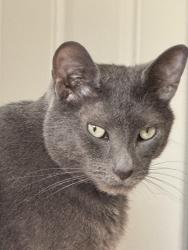 Lost Male Cat last seen Deerfield Rd, West Caldwell, NJ 07006