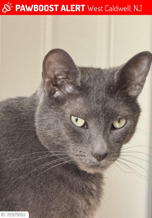 Lost Male Cat last seen Deerfield Rd, West Caldwell, NJ 07006