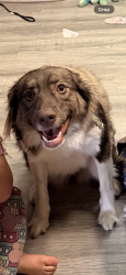 Lost Female Dog last seen Gougar rd , Homer Glen, IL 60491