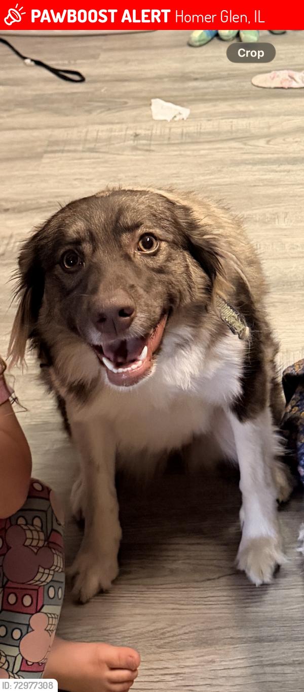 Lost Female Dog last seen Gougar rd , Homer Glen, IL 60491