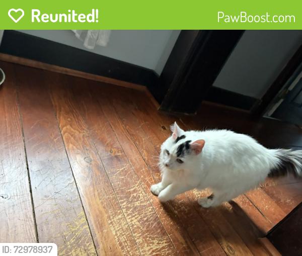 Reunited Female Cat last seen Johnson st, Dayton, OH 45410
