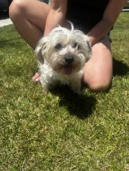 Reunited Female Dog last seen Masters and Mosaic, Oceanside, CA 92057