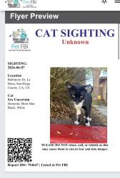 Found/Stray Unknown Cat last seen Baltimore drive , La Mesa, CA 91941