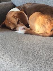 Reunited Male Dog last seen Vandergrift bypass between vandergrift and west Vandergrift , Vandergrift, PA 15690