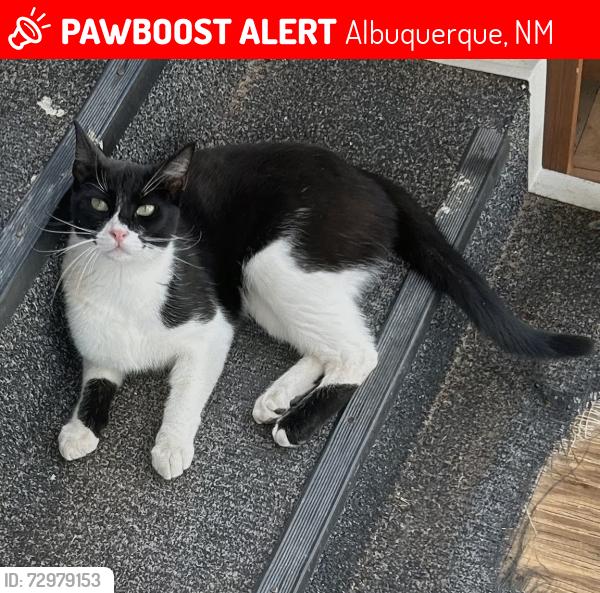 Lost Female Cat last seen Four Hills Mobile Home Park Entrance 4, Albuquerque, NM 87123