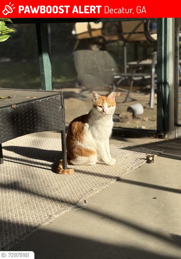 Lost Female Cat last seen East Pharr & McClean St, Decatur, GA 30030