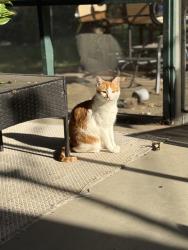 Lost Female Cat last seen East Pharr & McClean St, Decatur, GA 30030