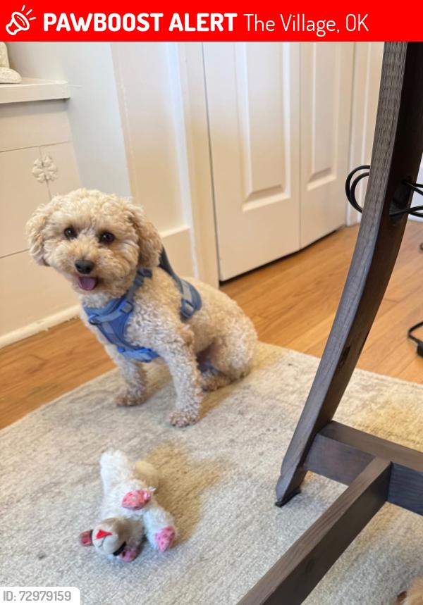 Lost Male Dog last seen Hefner Road and Stratford Drive , The Village, OK 73120