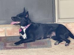 Reunited Unknown Dog last seen Front Royal Street, San Antonio, TX 78247
