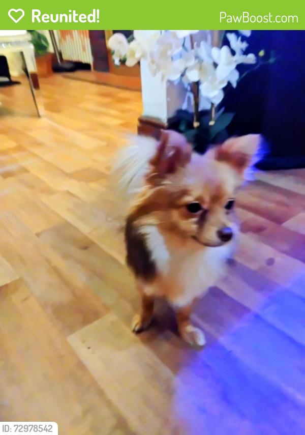 Reunited Male Dog last seen Prince ,pine,, York, PA 17403