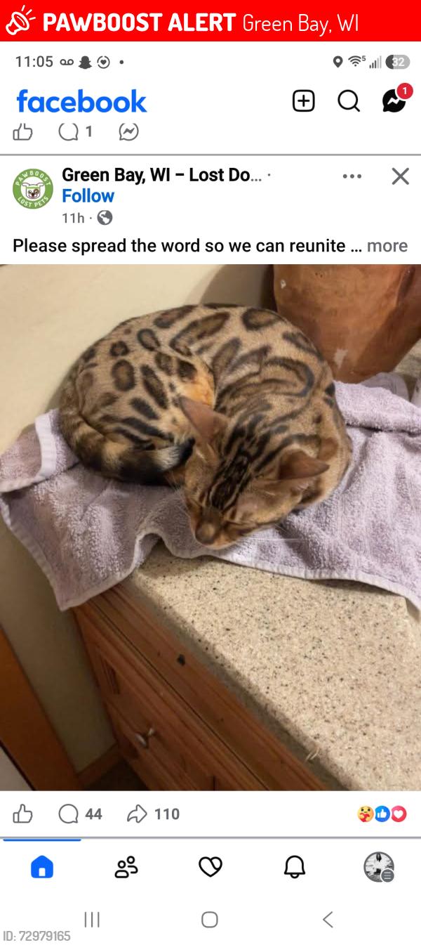 Lost Female Cat last seen Greenbay, Wisconsin , Green Bay, WI 54303