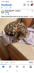 Lost Female Cat last seen Greenbay, Wisconsin , Green Bay, WI 54303