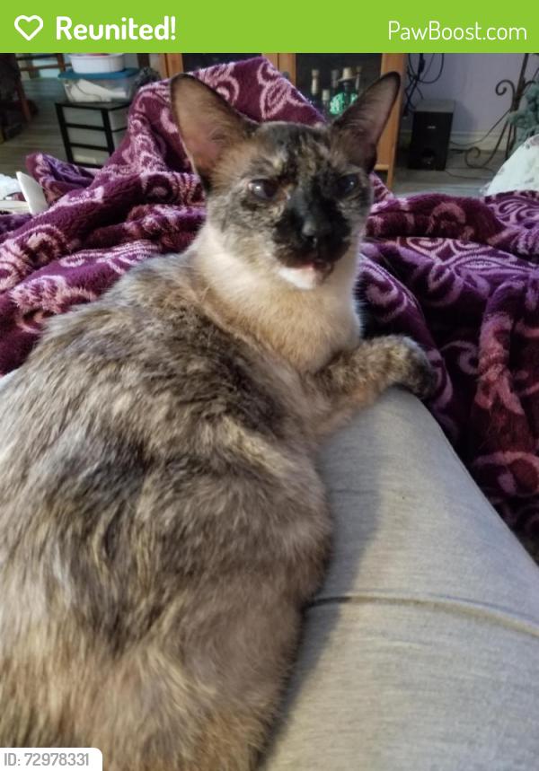 Reunited Female Cat last seen Credit Valley & Winston Churchill , Mississauga, ON L5M 4K5