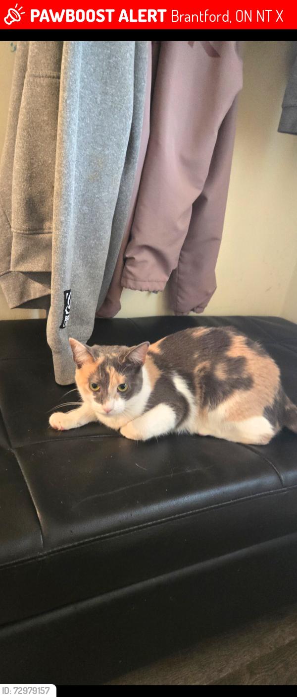 Lost Female Cat last seen Grand river ave and chestnut, Brantford, ON N3T 4X9
