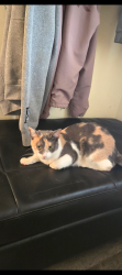 Lost Female Cat last seen Grand river ave and chestnut, Brantford, ON N3T 4X9