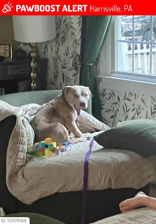Lost Female Dog last seen Jellystone cozee rest campground , Harrisville, PA 16038