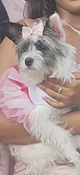 Reunited Female Dog last seen 47th  Champlain  between King Dr and Cottage Grove, Two Fish, Provident hosp, Chicago, IL 60602