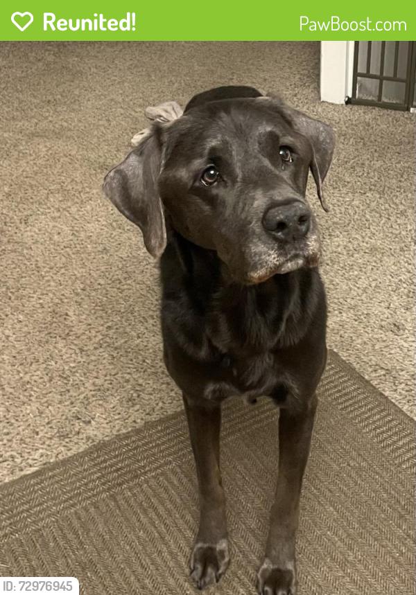 Reunited Female Dog last seen Water Valley Pkwy & Whitney Bay, Windsor, CO 80550
